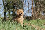 CAIRN TERRIER 068
